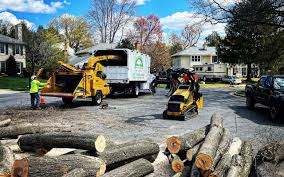 Best Tree Maintenance Programs  in Hampstead, MD