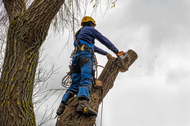 Best Stump Grinding and Removal  in Hampstead, MD