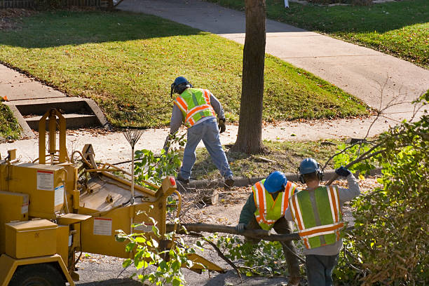 Best Leaf Removal  in Hampstead, MD