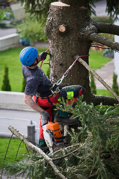 Best Lawn Watering Services  in Hampstead, MD