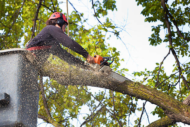 Best Tree Preservation Services  in Hampstead, MD